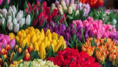 Photo of Emotional Impact of Tulip Color Meanings: How They Can Influence Your Mood