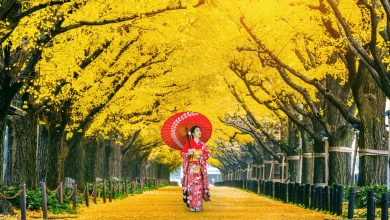 Photo of Discovering the Charm of Yellow Spring Road Japan