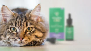 Photo of Calm Your Cat: A Step-by-Step Guide to Buying CBD Online for Your Furry Friend