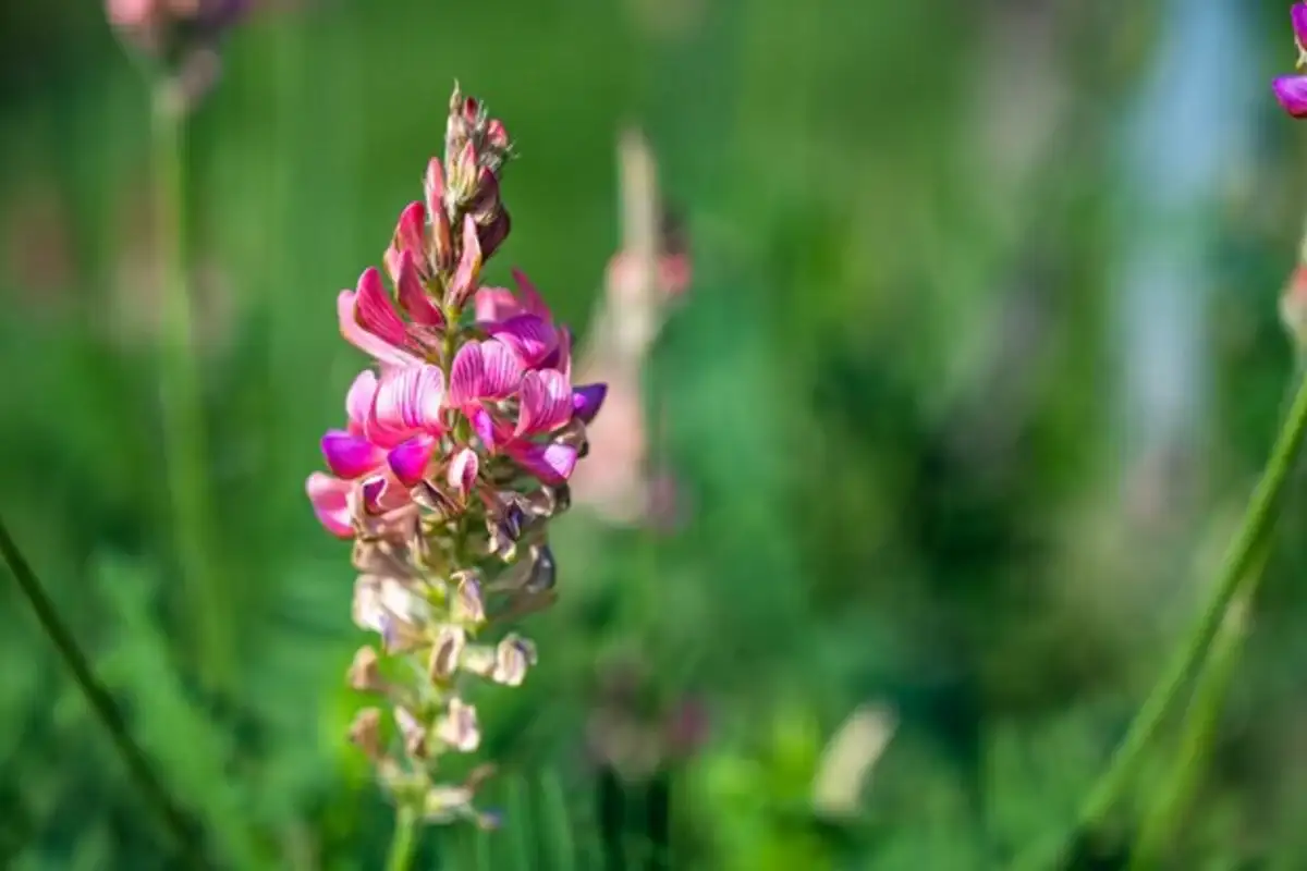 foxglove gumshoe