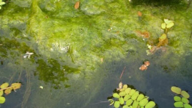 Photo of What Level of Chlorine Kills Algae?