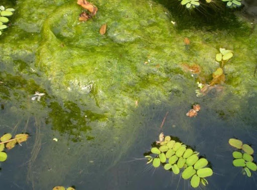 Chlorine Kills Algae