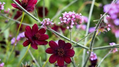 Photo of Boylecheloid Flower: Everything You Need to Know
