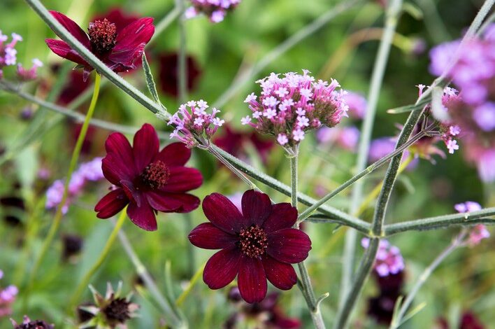 boylecheloid flower
